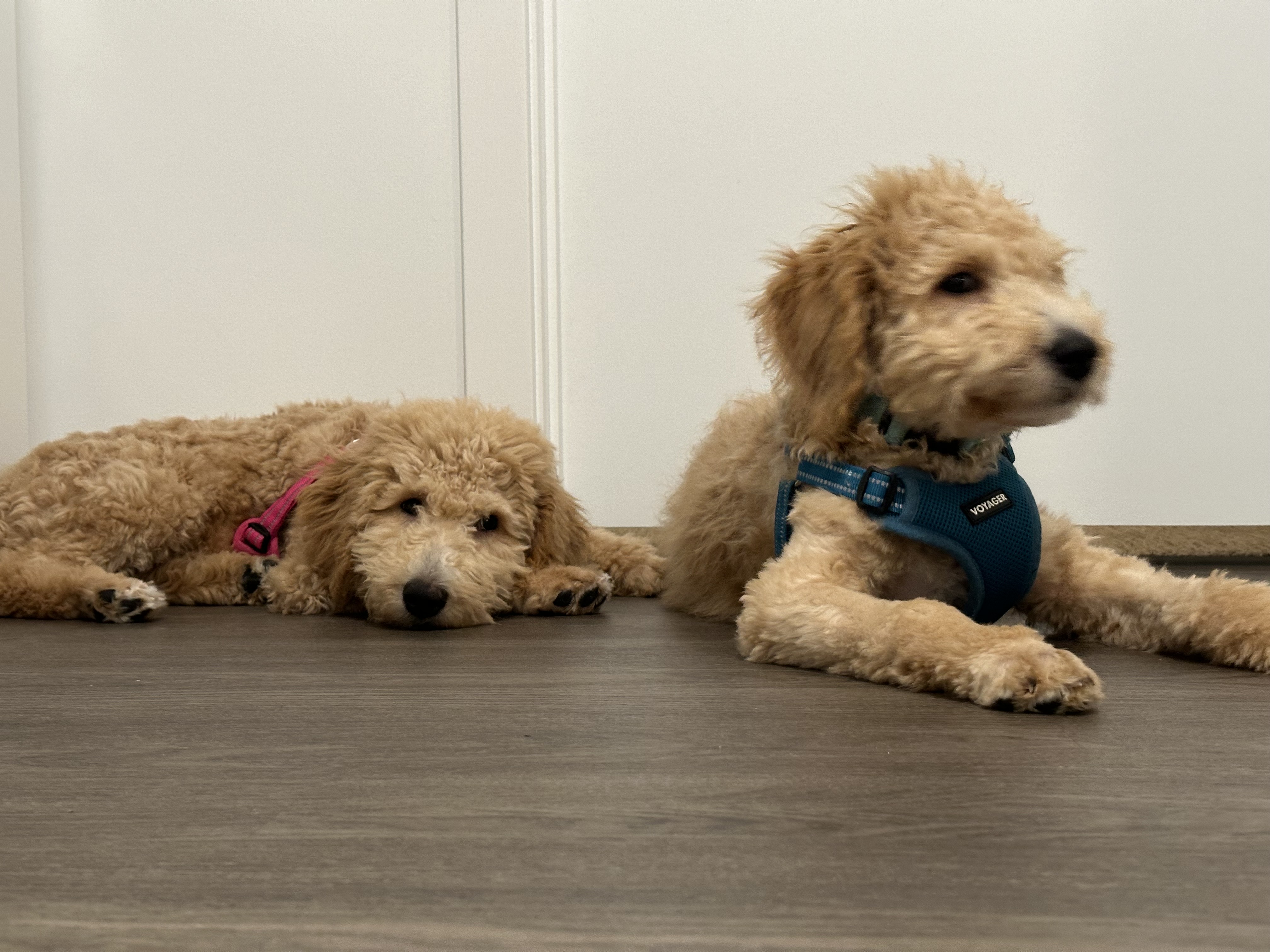 smeagol and bluey. goldendoodle dogs.