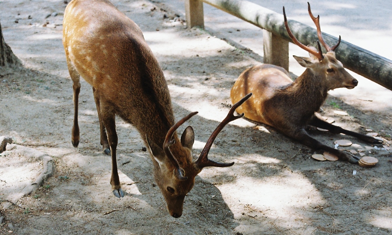 A photo of a deer in Nara, Japan bowing.